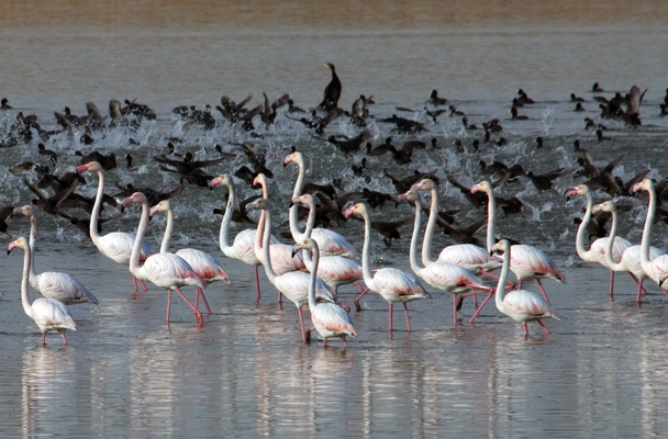 Ai pantani Longarini si usa la doppietta