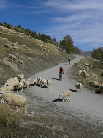 Ciclisti investono pecore. E pastori accoltellano ciclisti