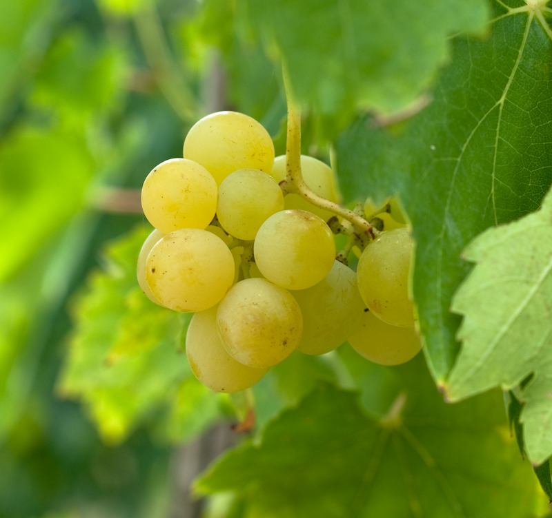 Uva da tavola, chiesta la calamità