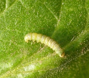 Tignola del Pomodoro, Tuta obsoluta, danni ingenti
