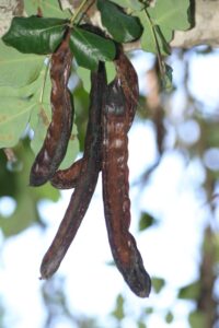 Piantagioni di carrube compromesse, chiesto lo stato di crisi