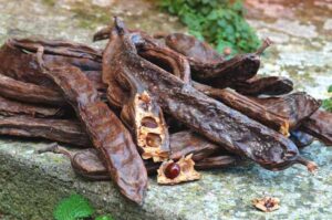 Azzerata la produzione di carrube: crisi profonda