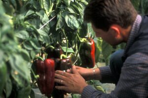 I dati di Infocamere, la radiografia dell’economia iblea