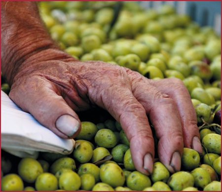 Mostra Uomini e Olio