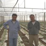 fratelli Galanti, Scicli