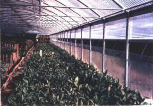 L’acqua del Consorzio avvelena le piante