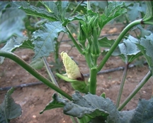 Bioenergie e innovazione tecnologica nel ragusano