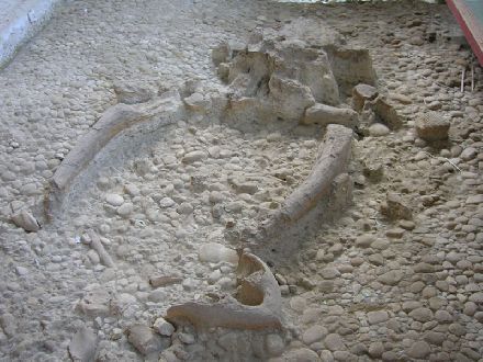Elefanti preistorici, paleontologi inglesi li studiano