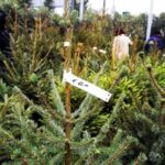 ladri nelle campagne