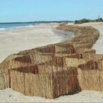 Ripascimento con canneto a scacchiera