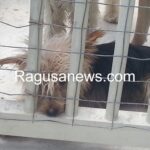 Uno dei cani di Lucenti
