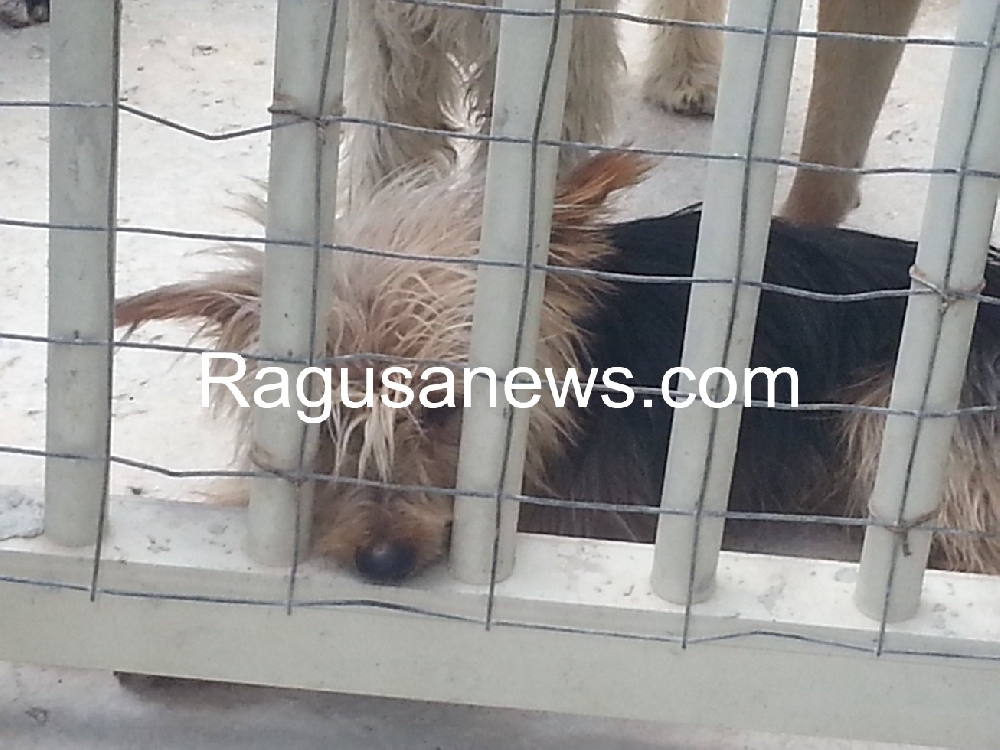 E’ morto Lucenti, restano i suoi 70 cani