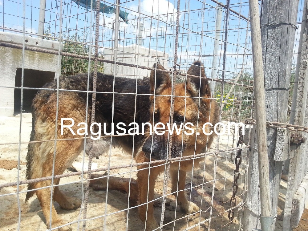 Caso Lucenti, 73 cani in attesa di adozione
