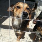 I cani di Lucenti