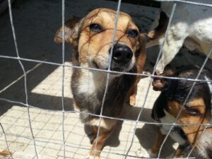 I cani di Lucenti