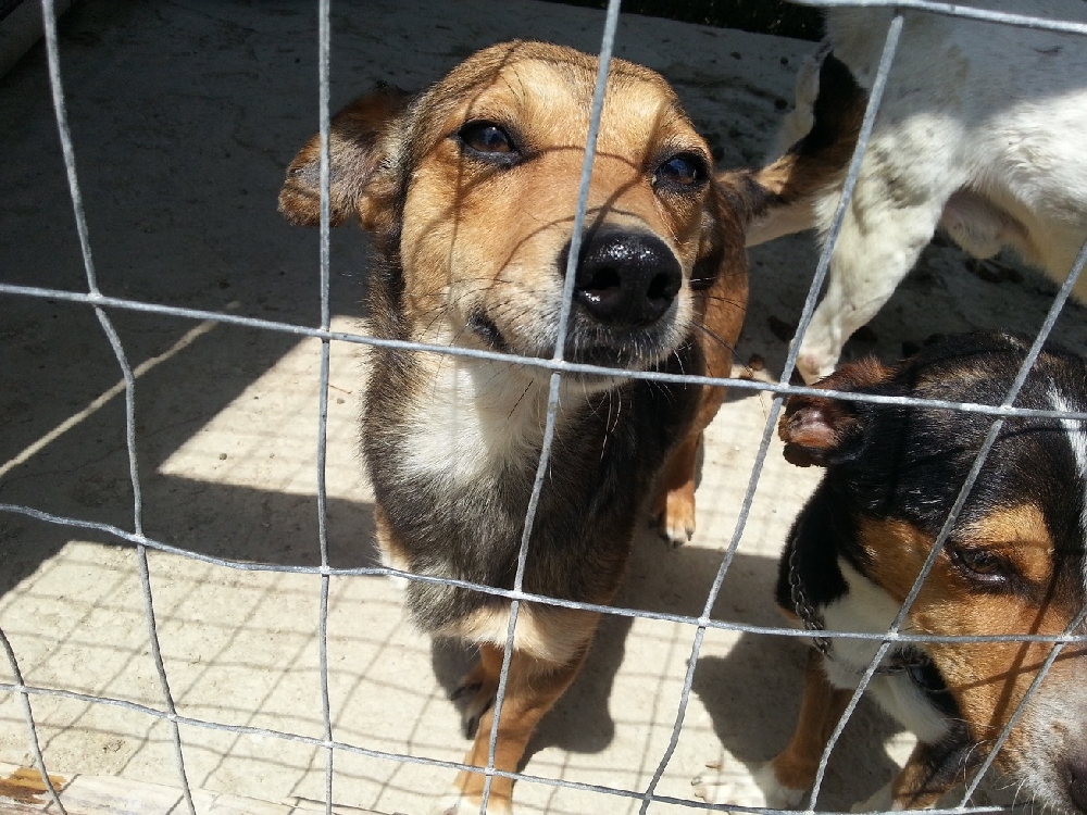 10 cani di Lucenti sono morti