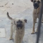 I cani di Lucenti
