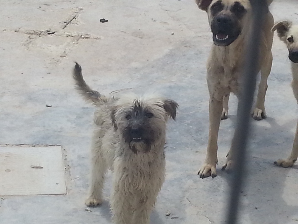 I cani di Lucenti, le zecche e la burocrazia