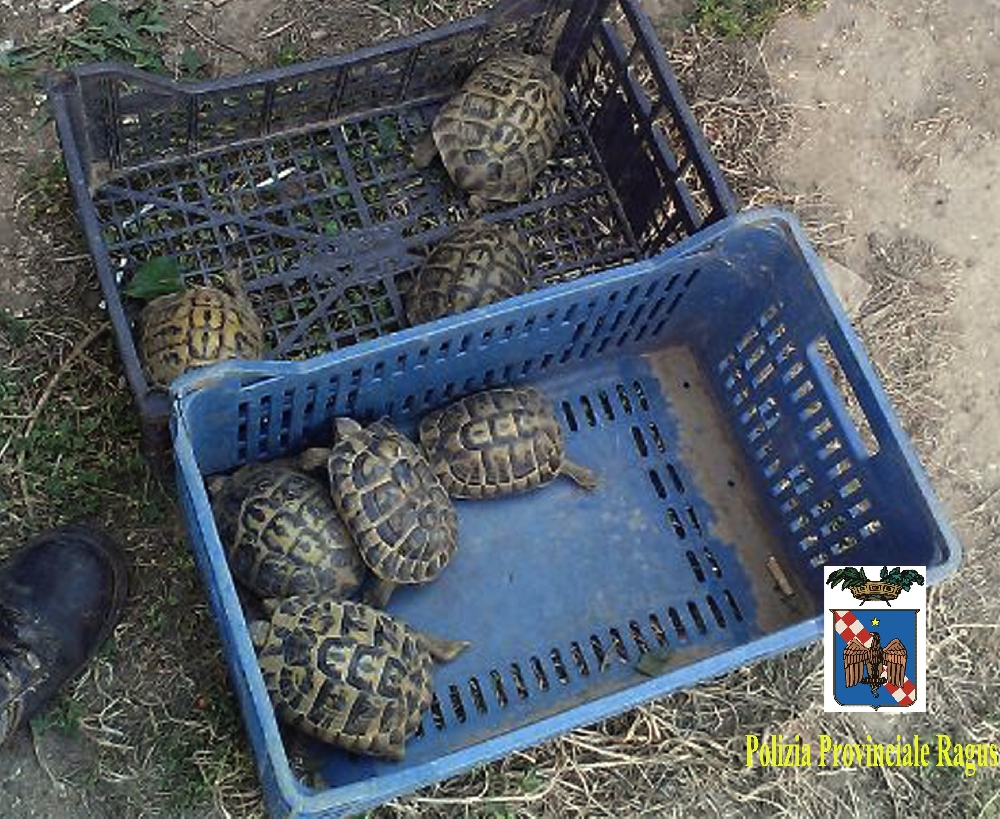 Polizia Provinciale denuncia per maltrattamento di animali