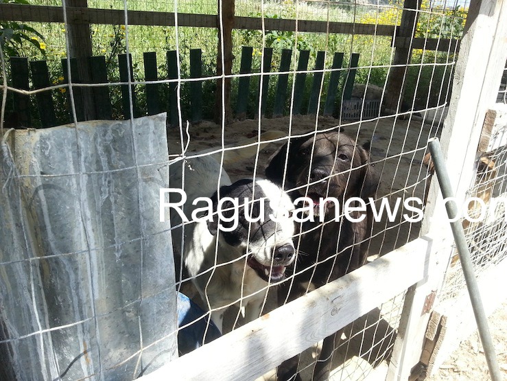 Cani di Lucenti, molti sono partiti per il Nord