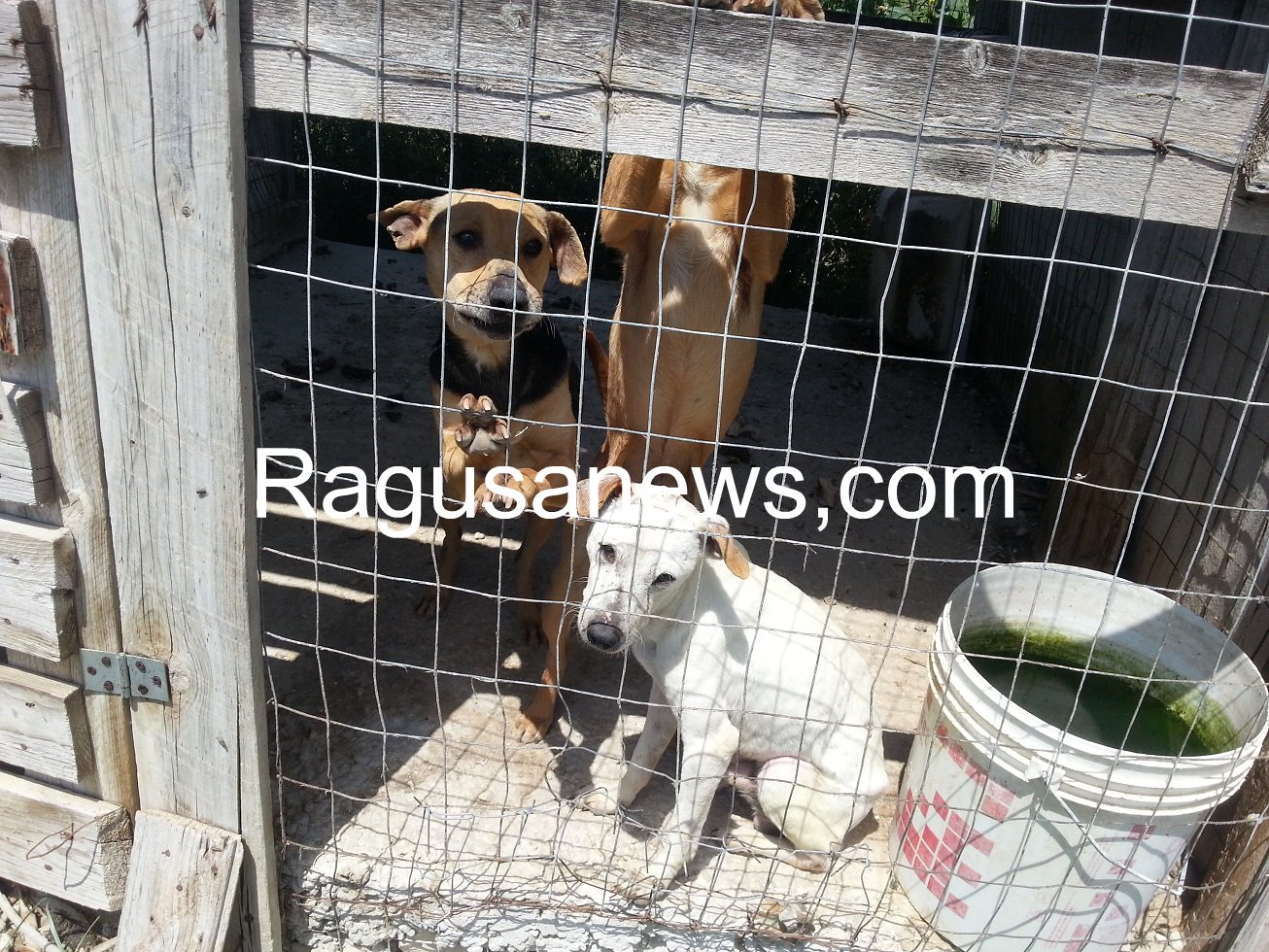 Tutti i cani di Lucenti trasferiti