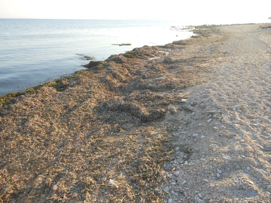 Alghe e pietrisco sulla spiaggia di Casuzze