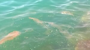 Il mare di Donnalucata
