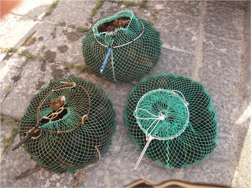 Sequestro di ricci di mare a Torre di Mezzo