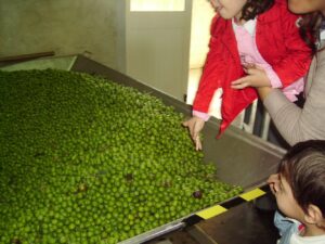 A scuola di olio