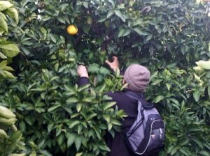 Ladri di arance
