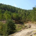 Il Bosco di Calaforno