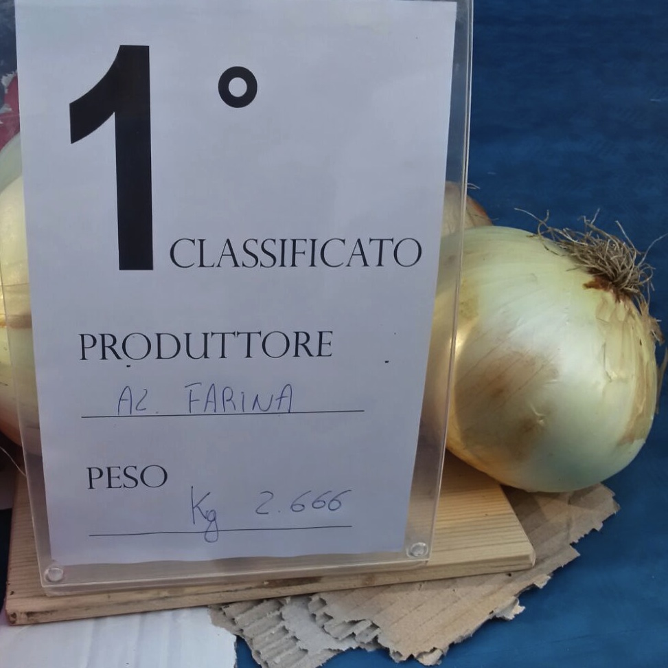 La cipolla più grande pesa 2 chili e 666 grammi