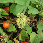 La foglia accartocciata