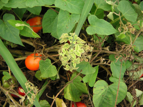 Si è ammalato il pomodoro