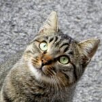 Uno dei gatti avvelenati