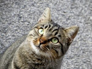 Uno dei gatti avvelenati