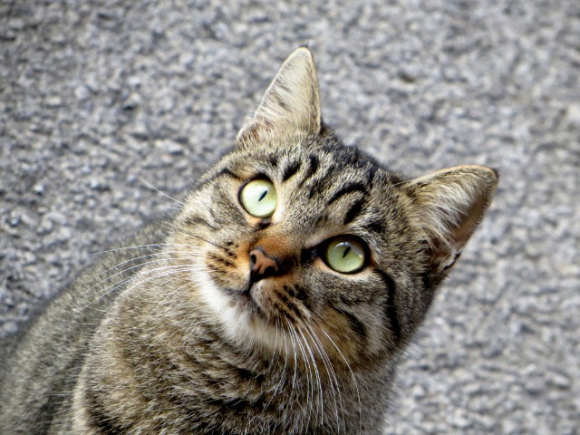 Chi avvelena i gatti a Giarratana?