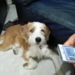 Lo spinone Cesare