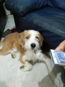 Lo spinone Cesare