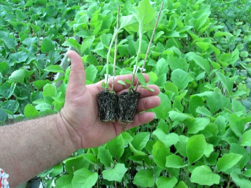 Furti di piantine innestate