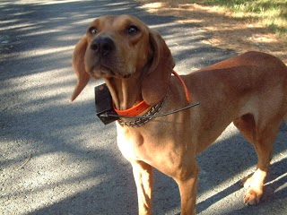 Un folle faceva indossare un collare elettrico al proprio cane