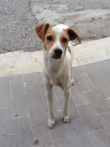 Zampa