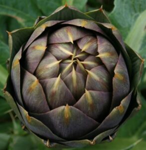 Il carciofo spinoso di Menfi