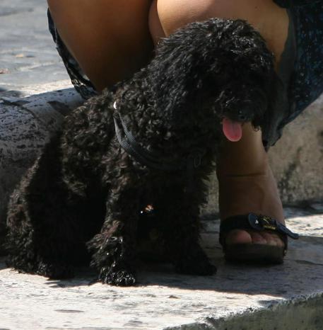 Pitbull uccide barboncino, una denuncia