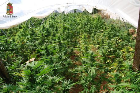 Scoperta maxipiantagione cannabis