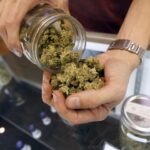 Cannabis terapeutica