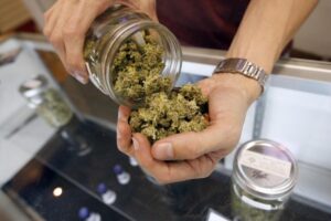 Cannabis terapeutica