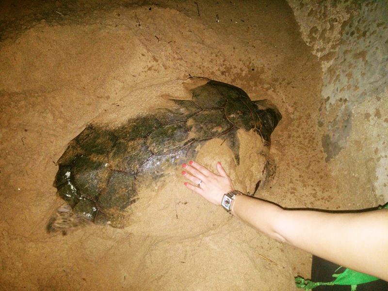 Le Spiagge Iblee culla della Caretta Caretta