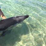 Un delfino ad Avola