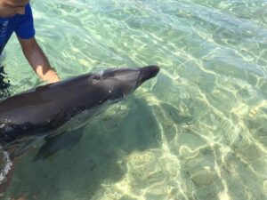 Un delfino ad Avola